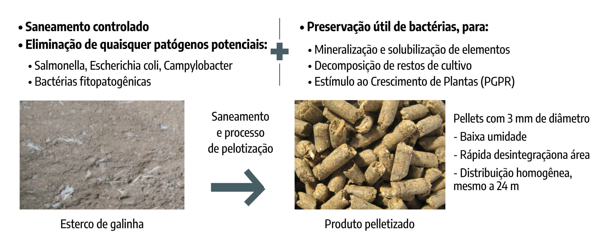 Processo de pelletização do esterco de galinha com saneamento e preservação de bactérias benéficas