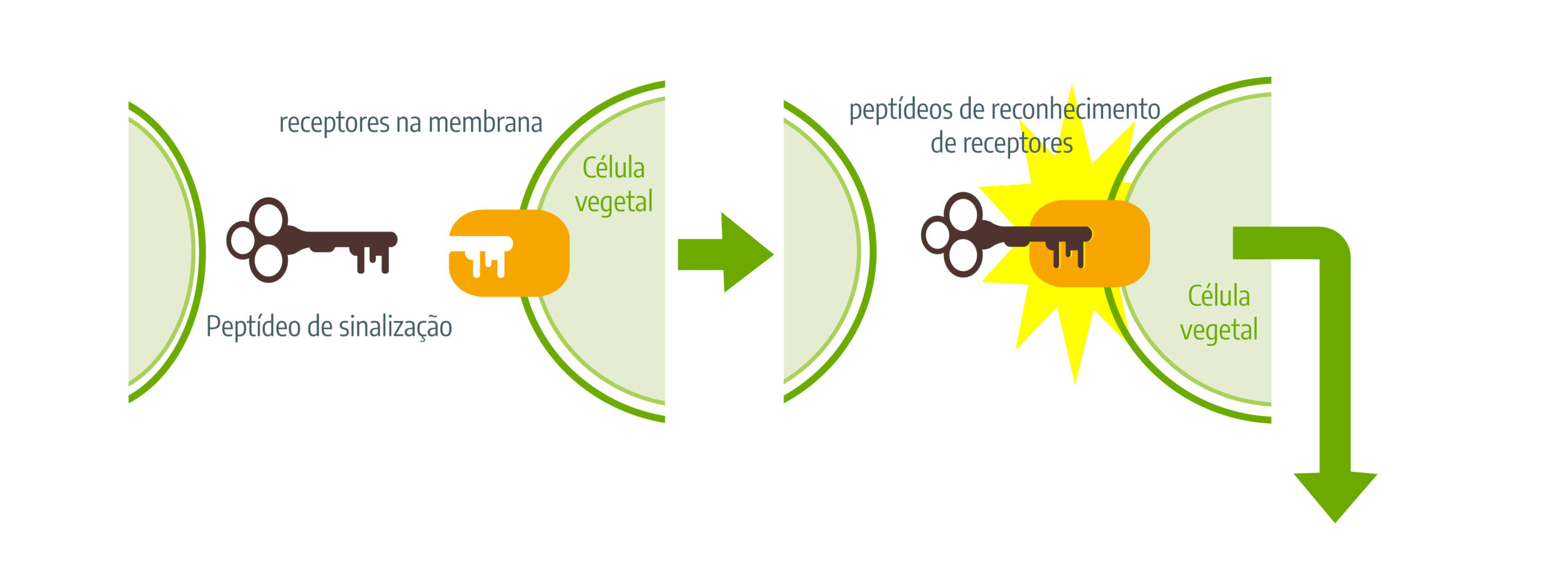 Representação visual do mecanismo dos peptídeos de sinalização nas células vegetais