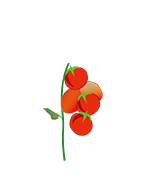 Hello Nature tomato ripening