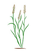 Hello Nature wheat flowering
