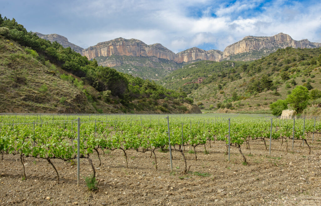 Viñedo en Galicia tratado con bioestimulante Trainer