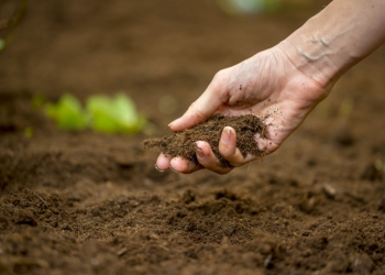 FERTILITE BIOLOGIQUE DU SOL : QU’EST-CE QUE C’EST ?