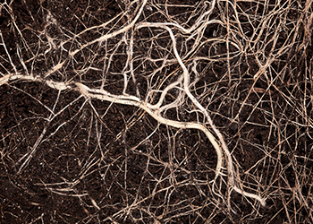 QUIK-LINK : LE NOUVEAU BIOSTIMULANT NÉ DANS LES LABORATOIRES D’HELLO NATURE