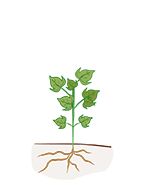 cotton_stages_vegetative_growth-web