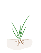 Hello Nature rice leaf development