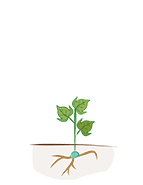 cotton_stages_leaf_development-web