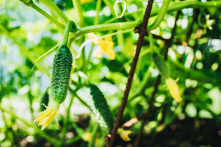 Seed Priming with Vegetal Protein Hydrolysate
