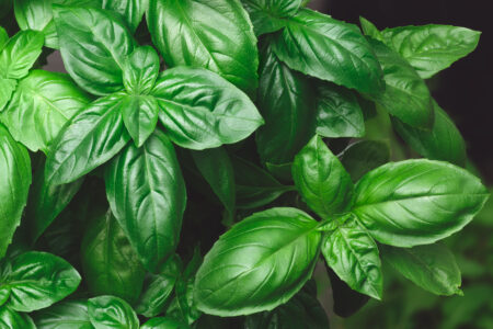 Adaptation of basil to salt stress
