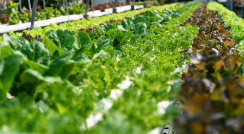 Biostimulant -Effects of vegetal protein hydrolysate application method