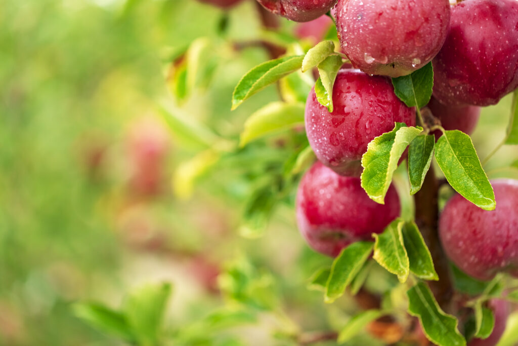 Plant biostimulants as natural alternatives