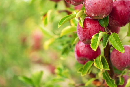 Plant biostimulants as natural alternatives