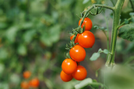 Biostimulant: Enriching NPK