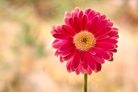Gerbera flower treated with calcium biostimulant