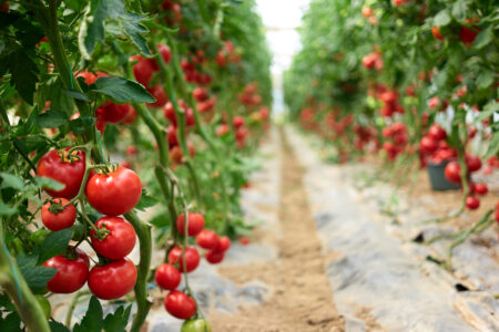 Biostimulant biochelate for tomato nutrient supply in alkaline soil