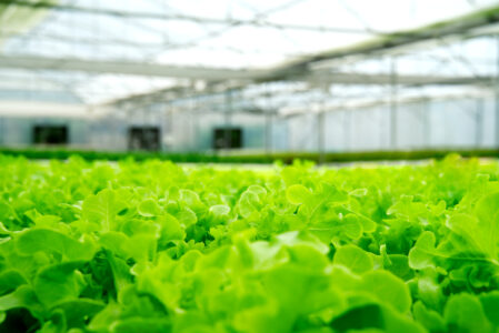 Biostimulant protein hydrolysate effect on lettuce