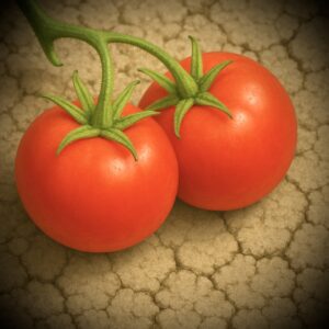 Biostimulant biochelate for tomato nutrient supply in alkaline soil