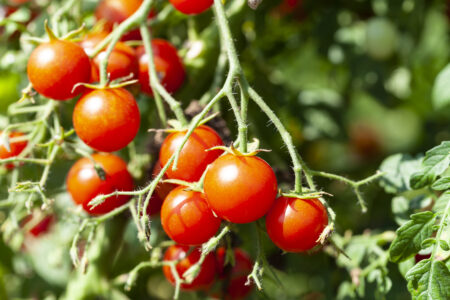 Biostimulant Effects on Cherry Tomato