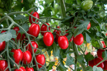 biostimulant boost cherry tomato yield