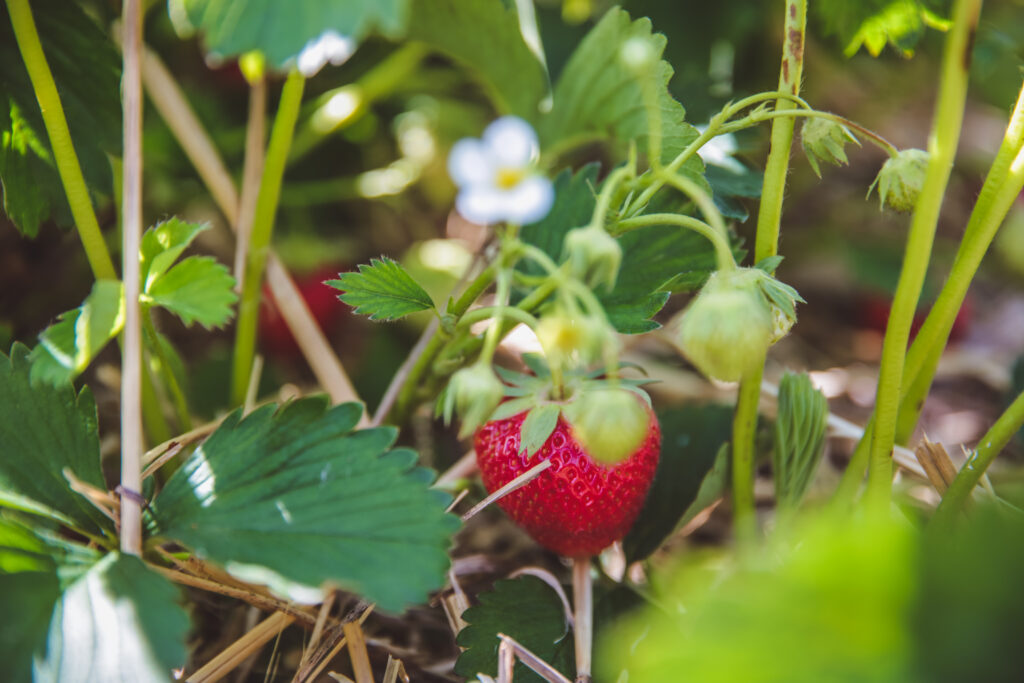 Non-microbial biostimulants : strawberry