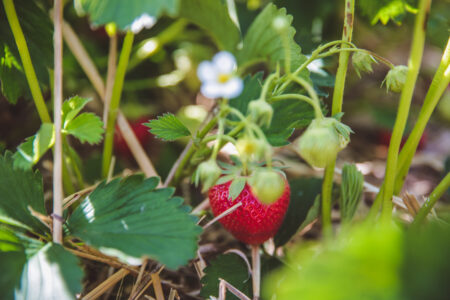 Non-microbial biostimulants : strawberry