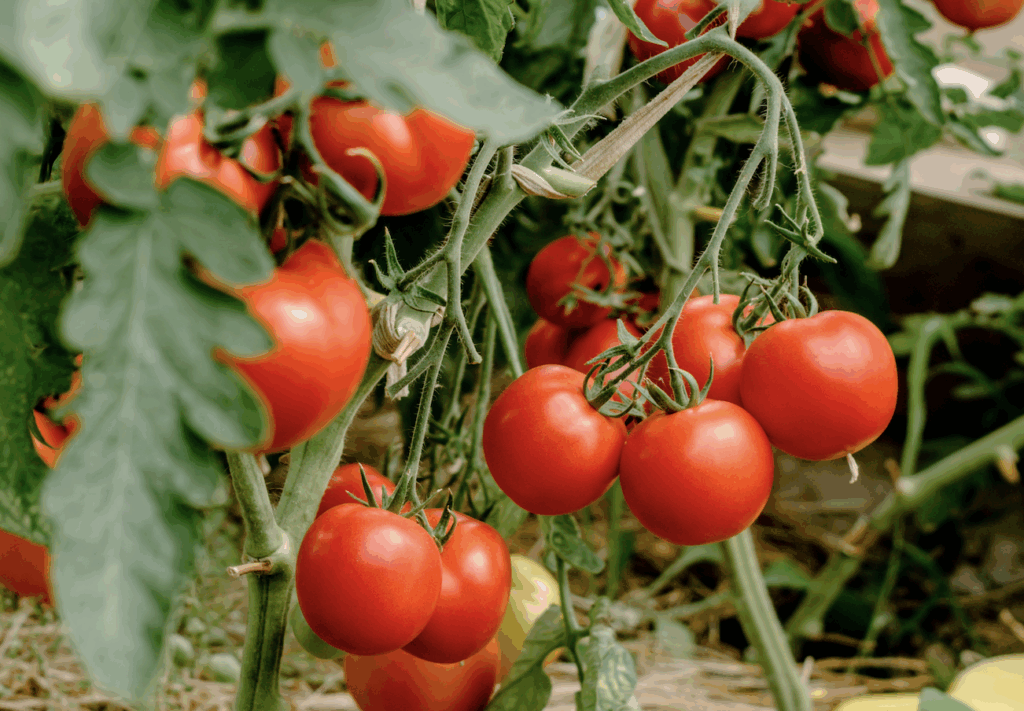 Tomato Biostimulant Protein Hydrolysates