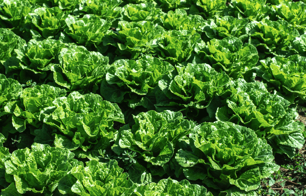 Trichoderma via Drip-Irrigation Boosts Lettuce