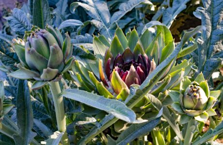 Microbial Biostimulants Shift Artichoke