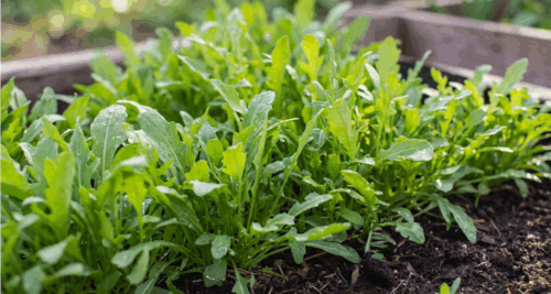 Biostimulants Boost Baby Rocket