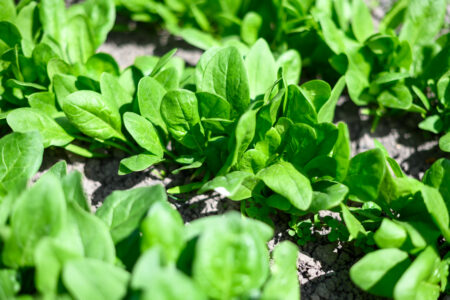 Biostimulant Effects on Spinach Growth