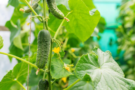 Iron Deficiency reduced by biostimulant