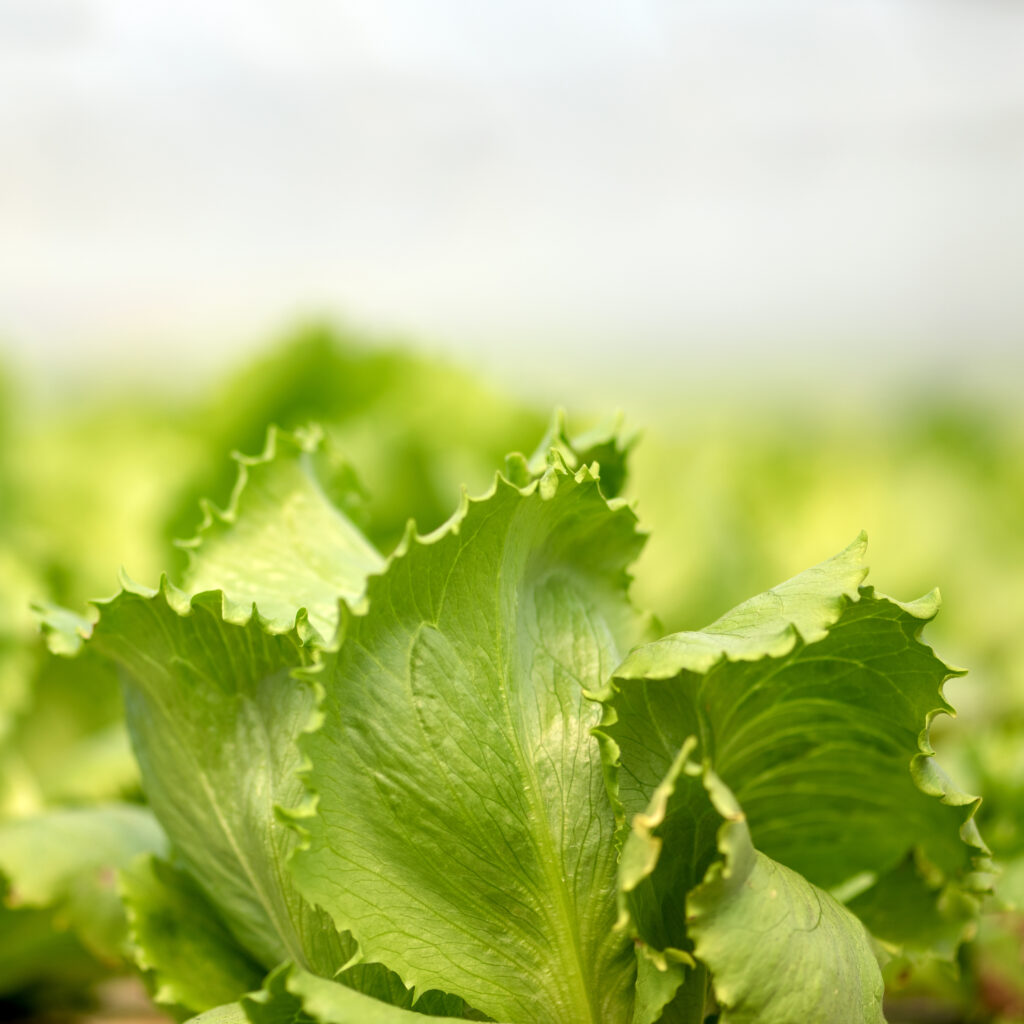 Biostimulants Boost Lettuce