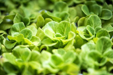 Biostimulants Enhance Baby Lettuce