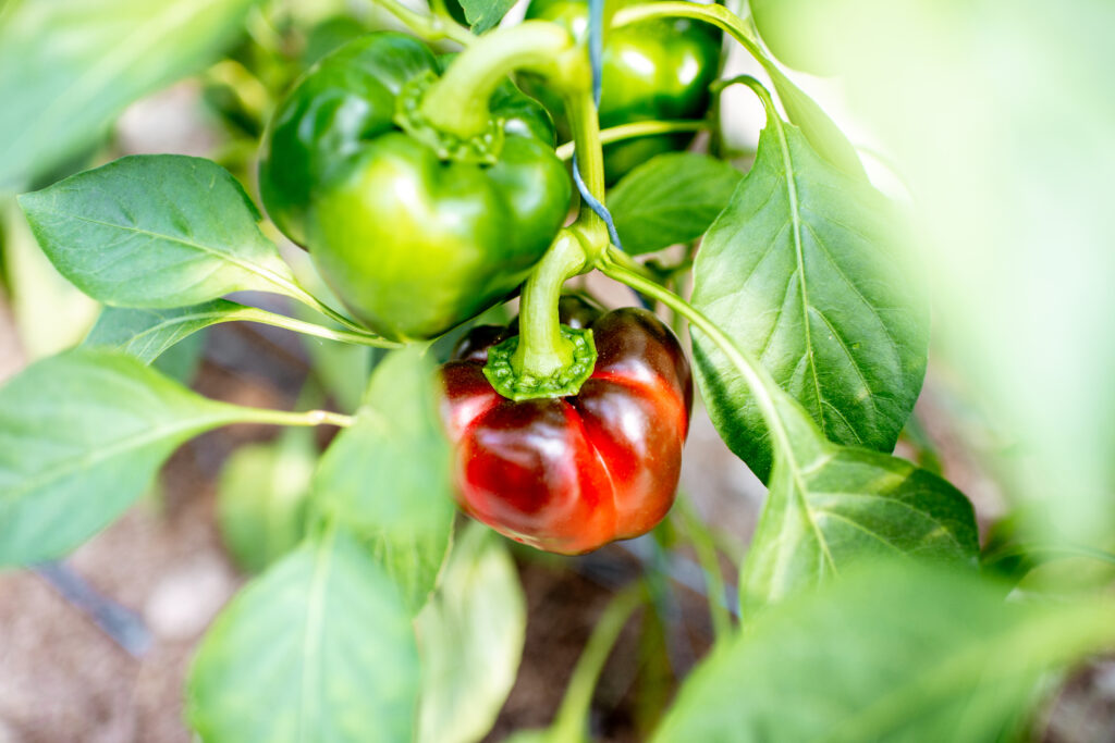 Biostimulant on Sweet Pepper Growth
