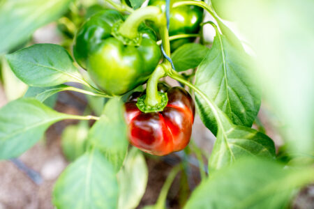 Biostimulant on Sweet Pepper Growth
