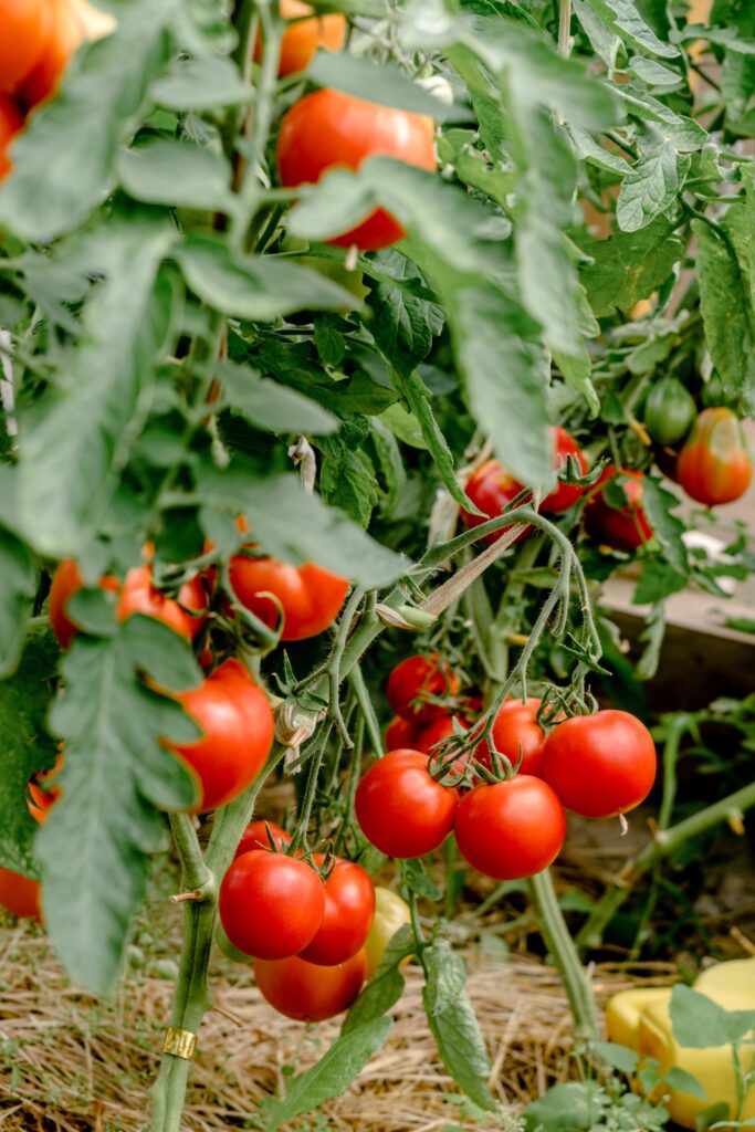 Biostimulant Effects on Tomato