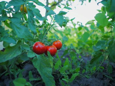 Biostimulant Effects on Tomato