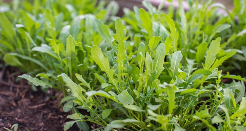 Biostimulants on Greenhouse Wall Rocket