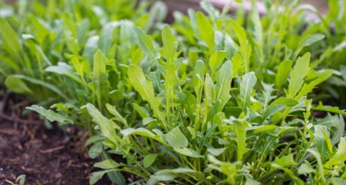 Biostimulants on Greenhouse Wall Rocket