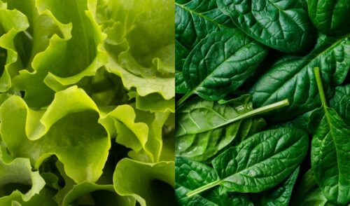 Biostimulant Effects on Spinach and Lettuce