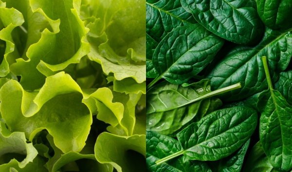 Biostimulant Effects on Spinach and Lettuce