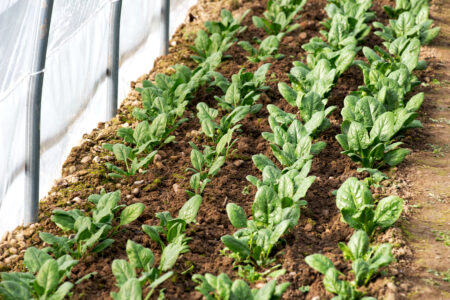 Biostimulants for Sustainable Greenhouse Vegetables