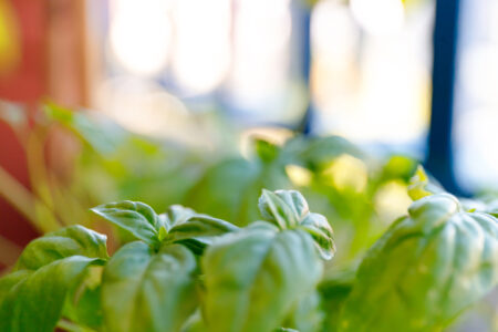 Biostimulant - Fungi Enhance Basil