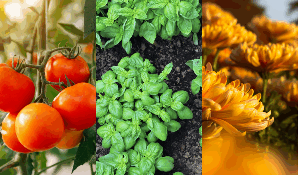 Biostimulant on Basil - Tomato - Chrysanthemum