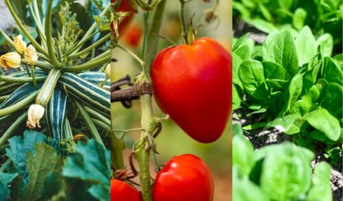 Biostimulant Impacts on Leafy and Fruit