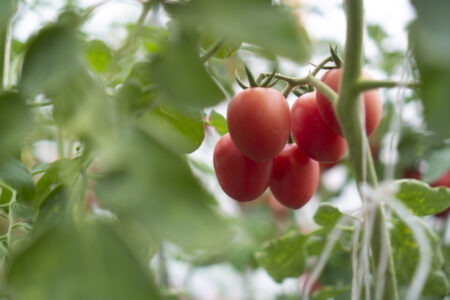 Biostimulant on Vesuvian Piennolo Tomato