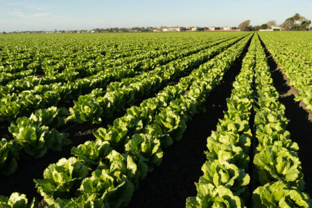 Biostimulants Boost Lettuce