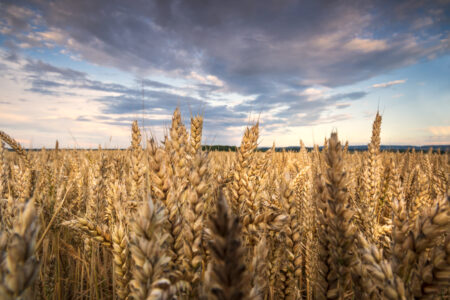 Biostimulant on Wheat Root Exudates