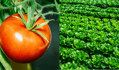 Biostimulants Enhance Vegetable Transplant