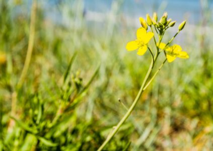 Biostimulants Boost Perennial Rocket