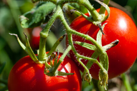 Optimizing Tomato Phytochemicals with Biostimulants
